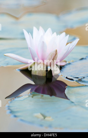 Rosa Blume der Seerose, Nymphaea spiegelt sich im Wasser und umgeben von Seerosen. Stockfoto