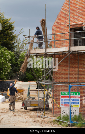 Neubau Haus. Norfolk Schilfrohr (Phragmites SP.) bis Thatcher zum abdecken von des Dachs geworfen. Stalham, Norfolk. England. Stockfoto