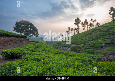 Tee-Plantagen in Munnar, Kerala, Indien Stockfoto