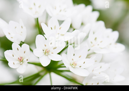 Star-of-Bethlehem, Ornithogalum Thyrsoides. Nahaufnahme von gruppierten, weiße, sternförmige Blüten. Stockfoto