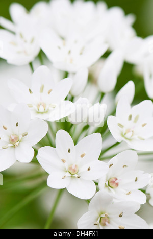 Star-of-Bethlehem, Ornithogalum Thyrsoides. Nahaufnahme von gruppierten, weiße, sternförmige Blüten. Stockfoto