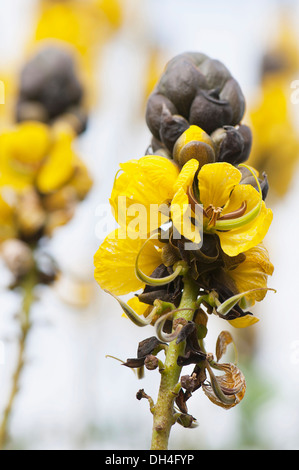 Popcorn-Strauch, Senna Didymobotrya. Spitzen der gelben Blumen aus dunkel, schwärzliche braunen Knospen öffnen. Stockfoto