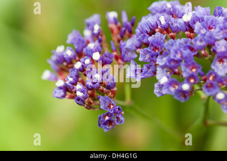 Strandflieder Limonium Sinuatum. Nähe beschnitten Ansicht des Blütenstandes mit gruppierten, kleine lila, blaue Blumen. Stockfoto