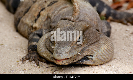 Braune Leguan der Kamera Nahaufnahme betrachten. Stockfoto