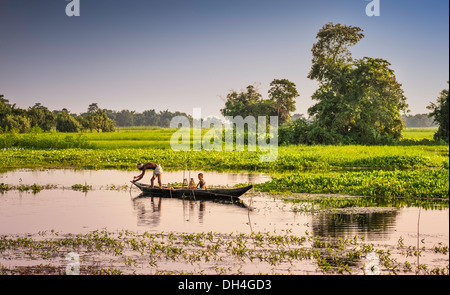 Ein einheimischer Fischer legt ein Netz in einer Lagune bei Sonnenuntergang umgeben von Reisfeldern auf Majuli Insel, Assam, Indien. Stockfoto