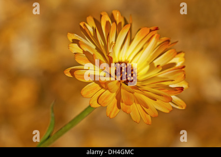 Ringelblume Calendula Officinalis Sherbet Fizz. Einzelne, gänseblümchenartigen Blume. Stockfoto