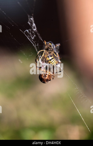 Gefangen im Spinnennetz Spider Biene Stockfoto