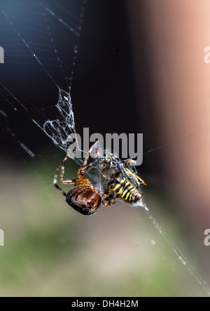 Biene im Spinnennetz gefangen Stockfoto