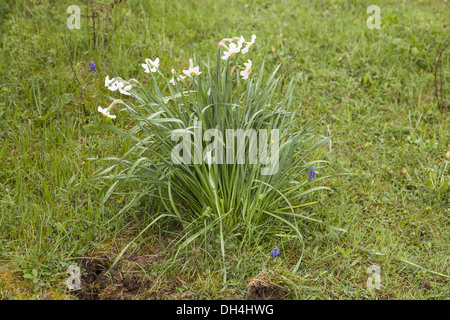 Dichter-Narzisse (Narcissus Poeticus) Stockfoto