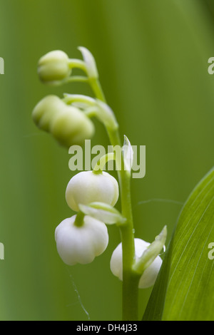 Lily Of The Valley (Convallariaarten Majalis) Stockfoto