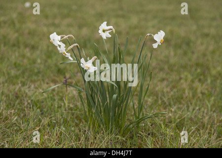 Dichter-Narzisse (Narcissus Poeticus) Stockfoto