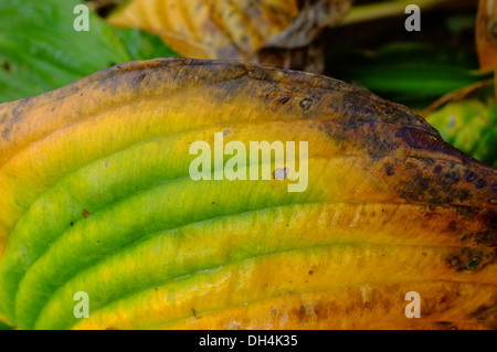 Hosta Blatt Herbst Farbe ändern Stockfoto