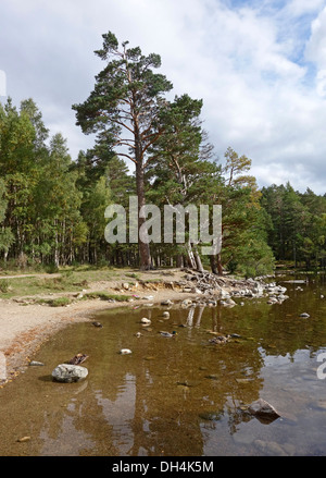 Loch ein Eilein Speyside-Schottland Stockfoto