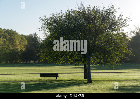 Eine Parkbank und Baum auf Jesus Green Cambridge UK an einem sonnigen herbstlichen Morgen Stockfoto