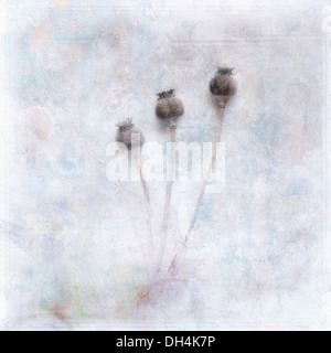 Schlafmohn Papaver Somniferum. Digital manipulierte Bild der drei Schlafmohn Seedheads weich gedämpften Hintergrund Stockfoto