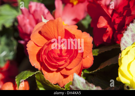 Tuberöse Begonien (Begonia × Tuberhybrida) Stockfoto