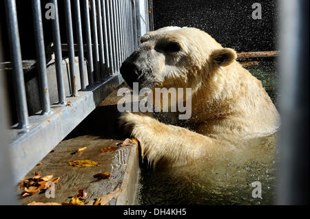 Brno, Tschechische Republik. 31. Oktober 2013. Eisbär-Umca genießt das Wasserbecken in seinem Gehege im Zoo in Brno, Tschechische Republik, auf Donnerstag, 31. Oktober 2013. Bildnachweis: Vaclav Salek/CTK Foto/Alamy Live-Nachrichten Stockfoto