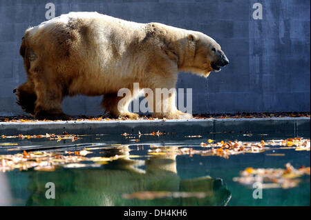 Brno, Tschechische Republik. 31. Oktober 2013. Eisbär-Umca genießt das Wasserbecken in seinem Gehege im Zoo in Brno, Tschechische Republik, auf Donnerstag, 31. Oktober 2013. Bildnachweis: Vaclav Salek/CTK Foto/Alamy Live-Nachrichten Stockfoto