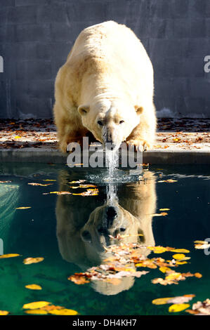 Brno, Tschechische Republik. 31. Oktober 2013. Eisbär-Umca genießt das Wasserbecken in seinem Gehege im Zoo in Brno, Tschechische Republik, auf Donnerstag, 31. Oktober 2013. Bildnachweis: Vaclav Salek/CTK Foto/Alamy Live-Nachrichten Stockfoto