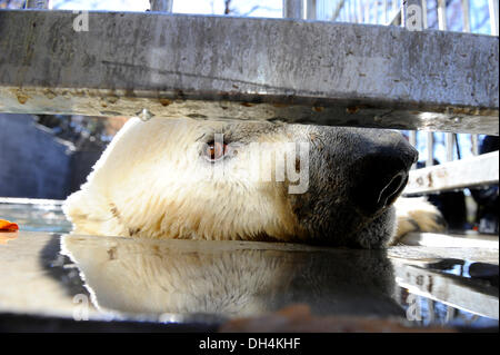 Brno, Tschechische Republik. 31. Oktober 2013. Eisbär-Umca genießt das Wasserbecken in seinem Gehege im Zoo in Brno, Tschechische Republik, auf Donnerstag, 31. Oktober 2013. Bildnachweis: Vaclav Salek/CTK Foto/Alamy Live-Nachrichten Stockfoto