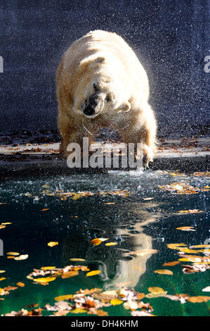 Brno, Tschechische Republik. 31. Oktober 2013. Eisbär-Umca genießt das Wasserbecken in seinem Gehege im Zoo in Brno, Tschechische Republik, auf Donnerstag, 31. Oktober 2013. Bildnachweis: Vaclav Salek/CTK Foto/Alamy Live-Nachrichten Stockfoto