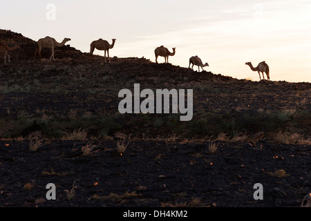 Silhouette des wilden Herde Dromedare Kamele auf Granit Felsvorsprung in der Morgendämmerung, die Wüste Sahara, Mauretanien, NW-Afrika Stockfoto