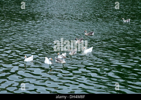 Enten im Banganga Wasser Tank Walkeshwar Mumbai Maharashtra Indien 2012 Stockfoto