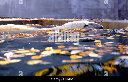 Brno, Tschechische Republik. 31. Oktober 2013. Eisbär-Umca genießt das Wasserbecken in seinem Gehege im Zoo in Brno, Tschechische Republik, auf Donnerstag, 31. Oktober 2013. Bildnachweis: Vaclav Salek/CTK Foto/Alamy Live-Nachrichten Stockfoto