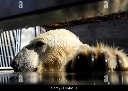 Brno, Tschechische Republik. 31. Oktober 2013. Eisbär-Umca genießt das Wasserbecken in seinem Gehege im Zoo in Brno, Tschechische Republik, auf Donnerstag, 31. Oktober 2013. Bildnachweis: Vaclav Salek/CTK Foto/Alamy Live-Nachrichten Stockfoto