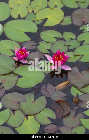 Dekorative Seerose (Nymphaea sp.) Rote Blüte. Stockfoto