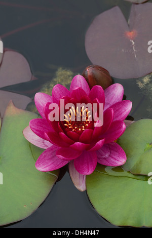 'Escarboucle', kultiviert Vielzahl von dekorativen Seerose (Nymphaea sp.) Gartenteich. Norfolk. England. Juli. Stockfoto