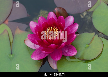 'Escarboucle', kultiviert Vielzahl von dekorativen Seerose (Nymphaea sp.) Gartenteich. Norfolk. England. Juli. Stockfoto