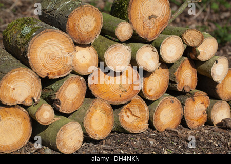 Gemeine Esche (Fraxinus Excelsior). Frisch geschnitten, Kette gesägt Protokolle. Stockfoto