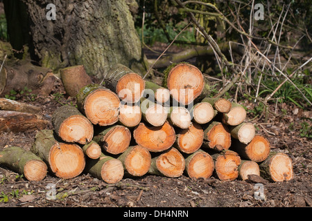 Gemeine Esche (Fraxinus Excelsior). Frisch geschnitten Sie, Chainsawn Protokolle. Stockfoto