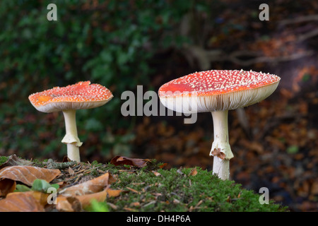 zwei Amanita Muscaria oder Fliegenpilz Pilz in der deutschen Natur Stockfoto