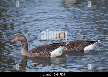 Graugänse (Anser Anser). Paar; Gander oder männlich vor. Schwimmen. Stockfoto