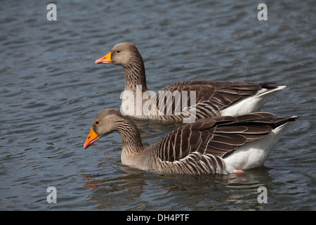 Graugänse (Anser Anser). Paar; Gander oder männlich vor. Schwimmen. Stockfoto