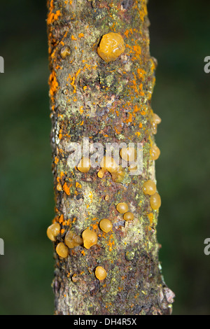 Gemeinsamen Jelly Spot Pilze Dacrymyces stillatus Stockfoto