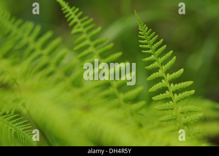 Pteridium aquilinum Stockfoto