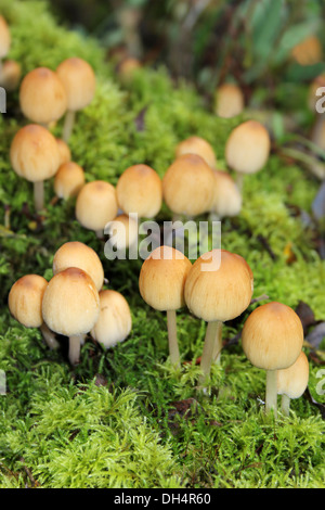 Glitzernde Tinte Cap Coprinus micaceus Stockfoto