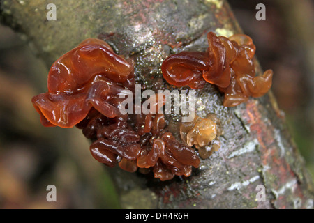 Grünen Gehirn Tremella foliacea Stockfoto