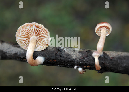 Schorfige Twiglet Tubaria furfuracea Stockfoto