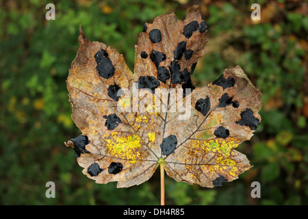 Teer Fleck Pilz Rhytisma Acerinum auf Ahorn Blatt Stockfoto