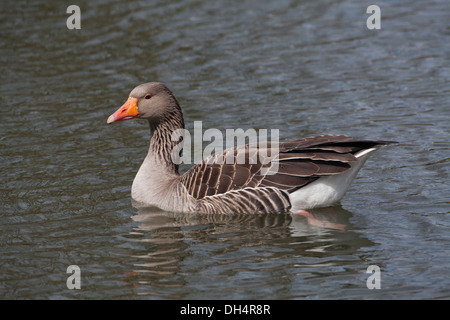 Western-Graugans (Anser Anser). Alleinstehende Erwachsene auf dem Wasser. Profil. Norfolk Broads. East Anglia. ENGLAND. VEREINIGTES KÖNIGREICH. Stockfoto