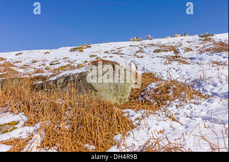 Schafe auf Nahrungssuche nach starkem Schneefall auf die North York Moors in der Nähe von Goathland, Yorkshire, Großbritannien. Stockfoto