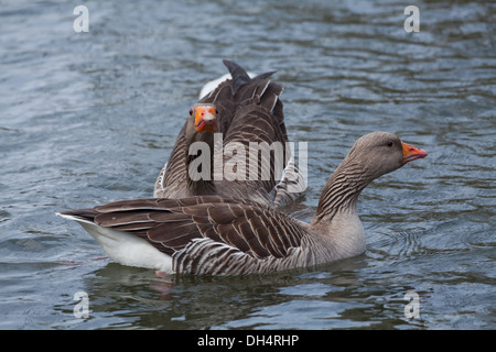 Western-Graugans (A. Anser Anser). Paar auf dem Wasser schwimmen. Mann hinter weiblichen Front in devote Haltung. Pre-copulatory. Stockfoto