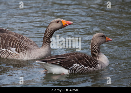 Western-Graugans (A. Anser Anser). Paar auf dem Wasser schwimmen. Gander, links, shadowing weiblich, rechts. Stockfoto