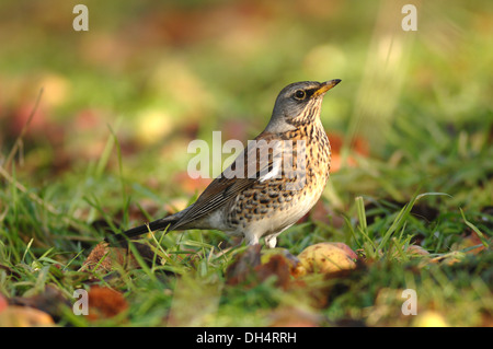 Eine Wacholderdrossel im Winter füttern auf dem Boden gefallenen Äpfel UK Stockfoto