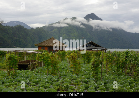 Indonesien, Insel Bali, Kohlkopffeld in der Nähe von Lake Batur am Fuße des Vulkans Gunung Abang Stockfoto