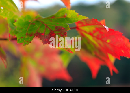 Makroaufnahme von Ahorn-Blätter von Grün auf rot wechseln Stockfoto